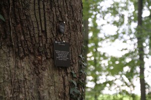 Der Friedwald - Schild an einem der Bäume